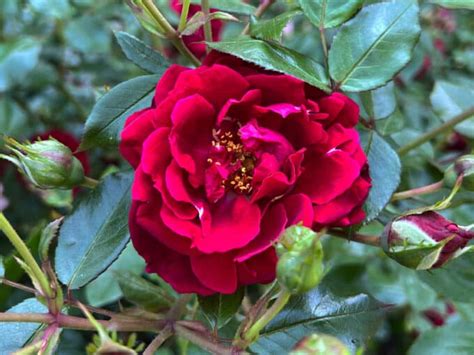 The Hever Castle Rose Located In The Rose Garden At Hever Castle