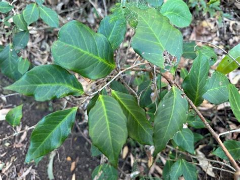 Embelia From Enoggera Reservoir QLD 4520 Australia On April 27 2024