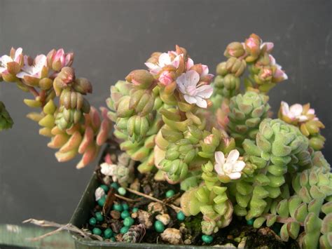 Sedum Versadense 20 Seeds — Rareplant