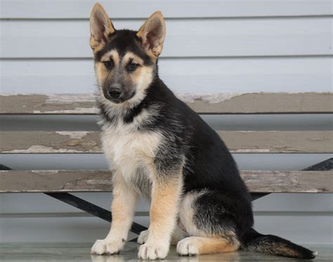 German Shepherd Siberian Husky Mix For Sale Millersburg Oh Female A