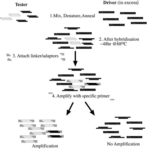 Schematic Representation Of The Subtractive Hybridisation Procedure