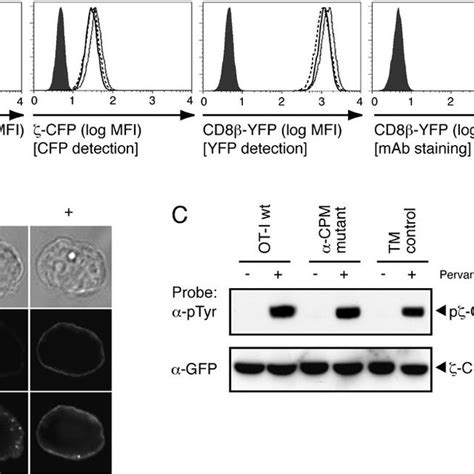 Characterization of T cell hybridomas A OT I TCR CD3ζ CFP and