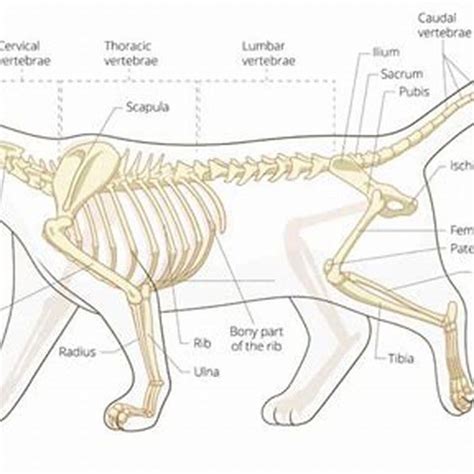 How many bones does a cat have in its tail? - DIY Seattle