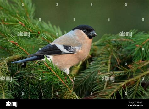 Pyrrhula Pyrrhula Eurasian Bullfinch Female Sitting On The Spruce