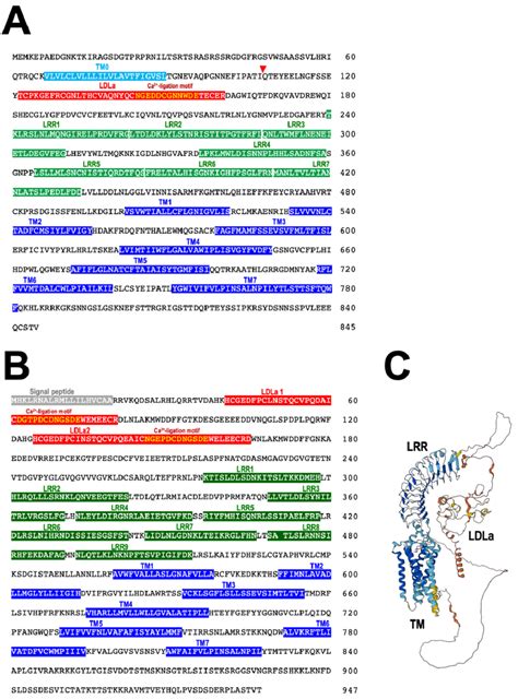 Protein Sequences Of Putative Rgp Receptors Rgpr And D Structure