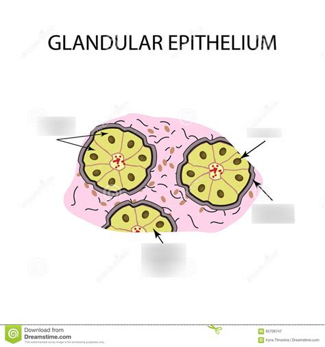 Glandular Epithelium Diagram | Quizlet