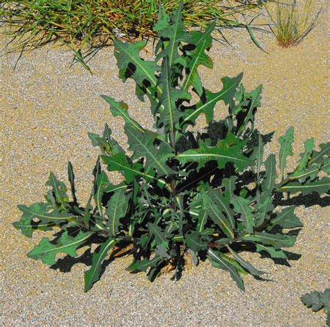 Heirloom Non Gmo Wild Lettuce Lactuca Virosa 10 Seeds