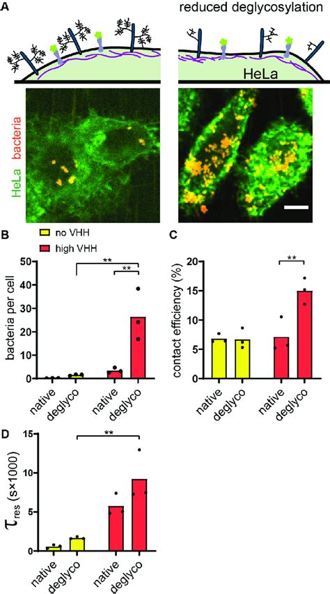 The membrane glycocalyx inhibits bacterial attachment. (A) Enzymatic ...