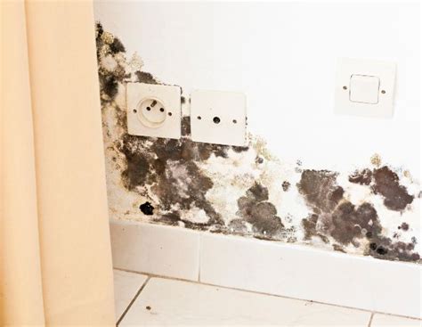 7 Common Types of Mold Found in Homes | Seaside Restoration