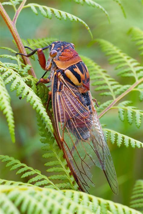 Cicada On Ferns Insect Photography Cicada Arthropods