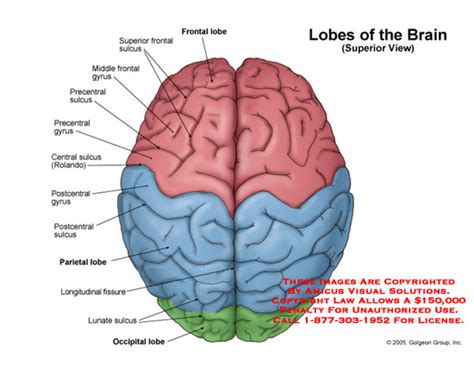 Lobes Of The Brain Superior View