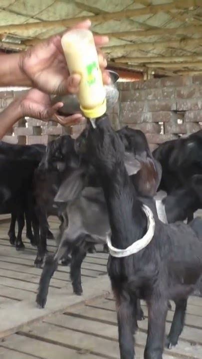 ব্ল্যাক বেঙ্গল ছাগল কেন পালন করবেন Goat Farm Black Bengal