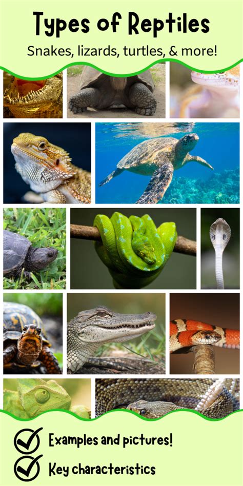 Types of reptiles: snakes, lizards, tortoises, and more!