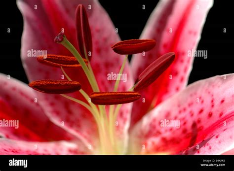 A Stargazer lily Stock Photo - Alamy