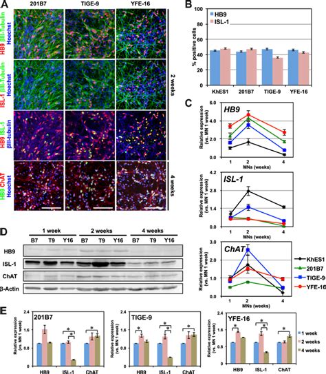 Derivation Of Motor Neurons From Hipscs A Immunocytochemical Analysis