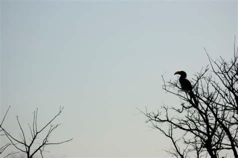 Burung Enggang Foto Stok Unduh Gambar Sekarang Afrika Selatan Alam