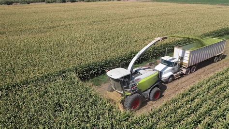 CORN Silage Harvest 2019 YouTube