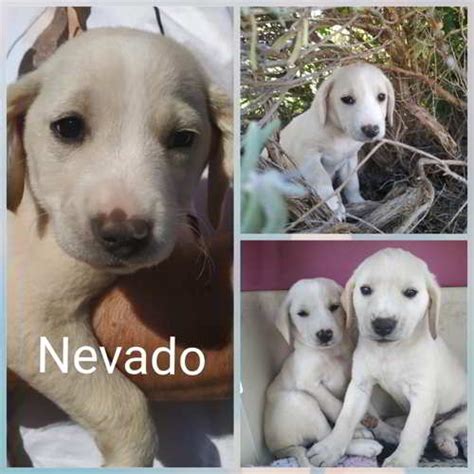 Siete Cachorros Mestizos Talla Mediana En Adopción Castellón