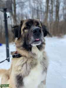 Great Pyrenees/Saint Bernard/Mastiff Mix - Stud Dog in Connecticut ...