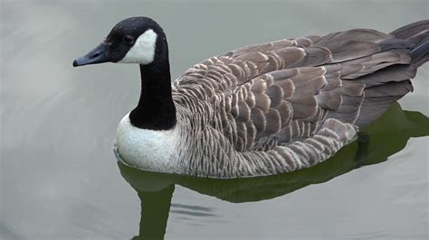 Канадский гусь на лесном озере. - YouTube