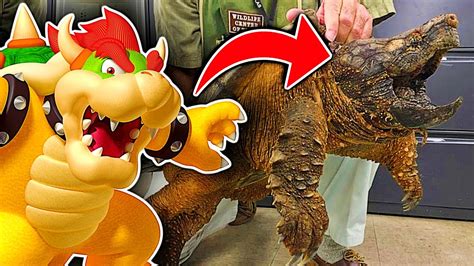 Qué Animal es Bowser Tortuga o Dragón YouTube