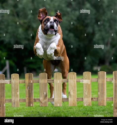 Dog Jumping Over Fence