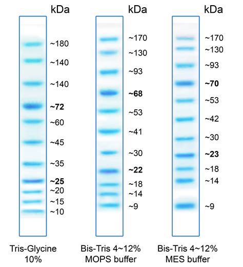 BlueAQUA Prestained Protein Ladder Taiwantrade