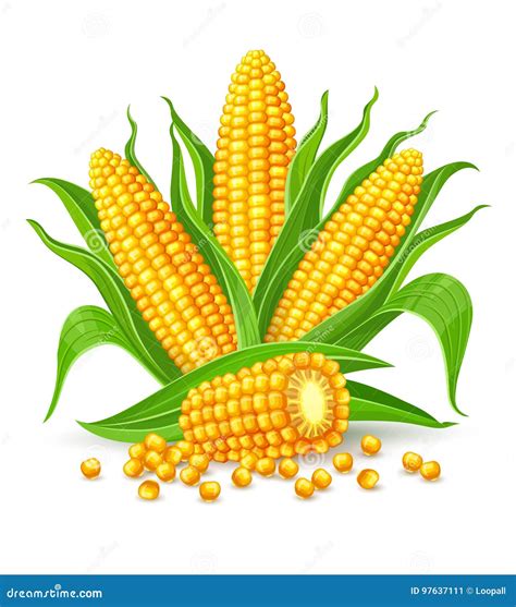 Corn Cobs Isolated Stock Vector Illustration Of Fruit 97637111