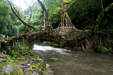 India's Living Root Bridges Could Be The Future of Green Design