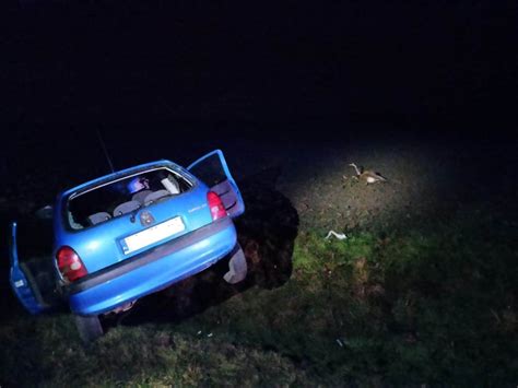 Zderzenie Samochodu Osobowego Z Jeleniem W Urbaniu Jedna Osoba Zosta A