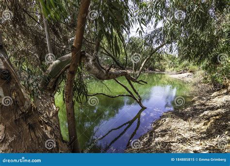 Eucalyptus Tree Branches Reflected In The Water Of A Pond Stock Image