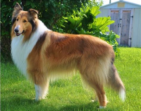 Rough Collie Info, Temperament, Lifespan, Puppies, Pictures