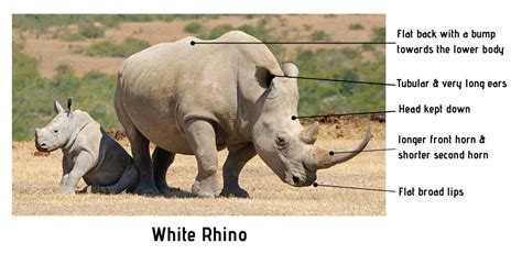 What's The Difference? White Rhino Vs Black Rhino - Safari Ventures