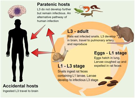 Angiostrongylus Cantonensis Life Cycle