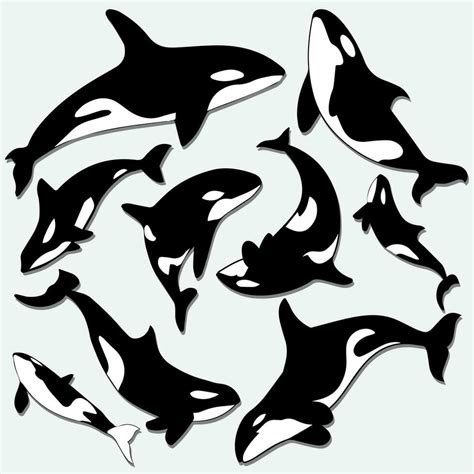 Whale silhouette design vector. Orca whale silhouette cartoon vector ...