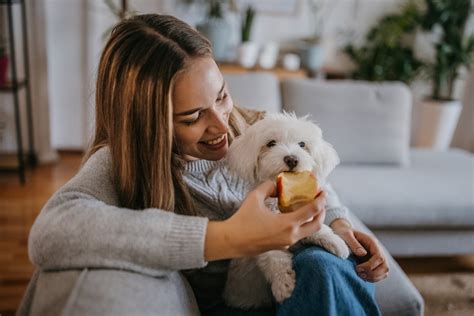 Cachorro Pode Comer Abacate Veja Se A Fruta Liberada Ou N O Patas