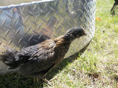 Is My Black Sex Link Male Or Female BackYard Chickens Learn How To Raise Chickens