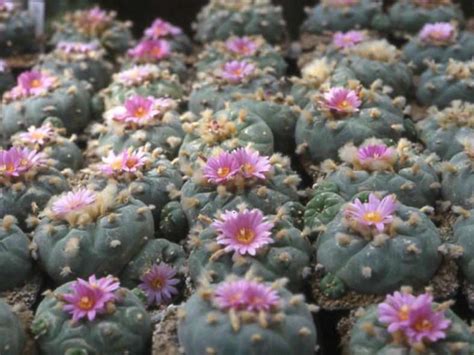 C Mo Cultivar Y Cuidar Lophophora