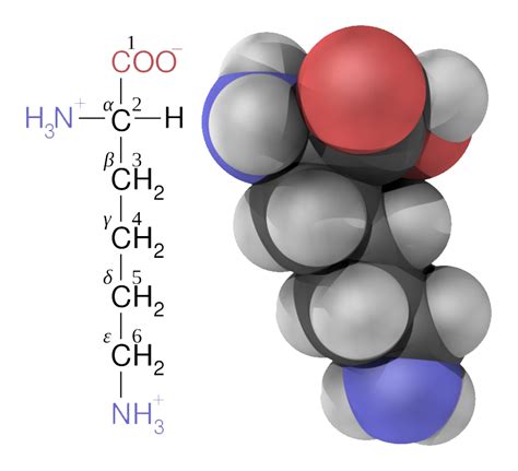 Amino Acid PNG Transparent Images