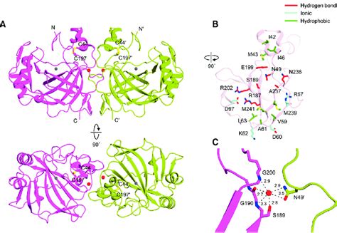 The Crystal Structure And Dimerization Interface Of Pmca A Ribbon