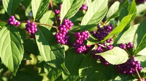 How To Plant Grow And Care For American Beautyberry