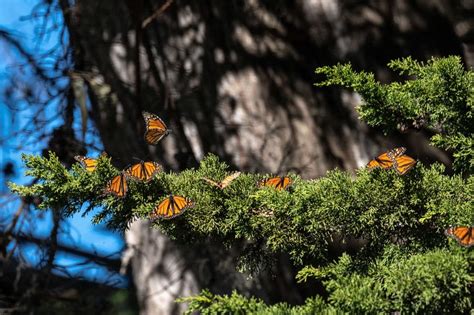 Monarch Butterflies Are On The Move — Heres How To Help Them On Their