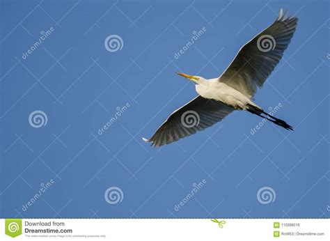 Great Egret Flying in Blue Sky Stock Image - Image of eyes, egret ...