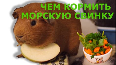 Чем кормить морских свинок. Питание наших морских свинок. Что едят ...