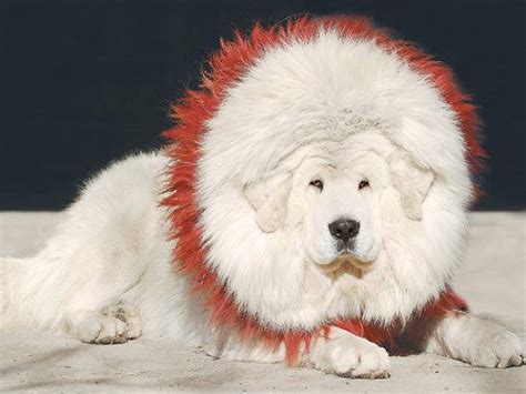 drakyi tibetan mastiff