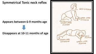 Retained Symmetrical Tonic Neck Reflex (STNR) Solve, 51% OFF