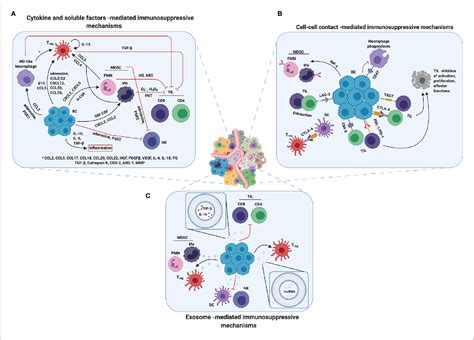 Figure 2 From The Crosstalk Between Tumor Cells And The Immune