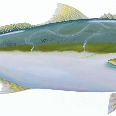 Yellowtail Kingfish Scientific Fish Illustration Art Lovers Australia