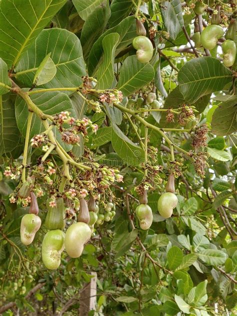 Cashew Tree at Puri Beach Orissa India. Stock Image - Image of plant, fruit: 145130037