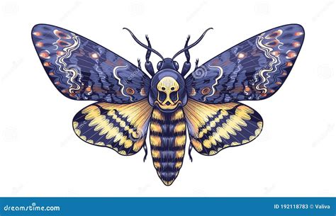 Vector Colored Acherontia Styx Butterfly Isolated on Blank Background ...